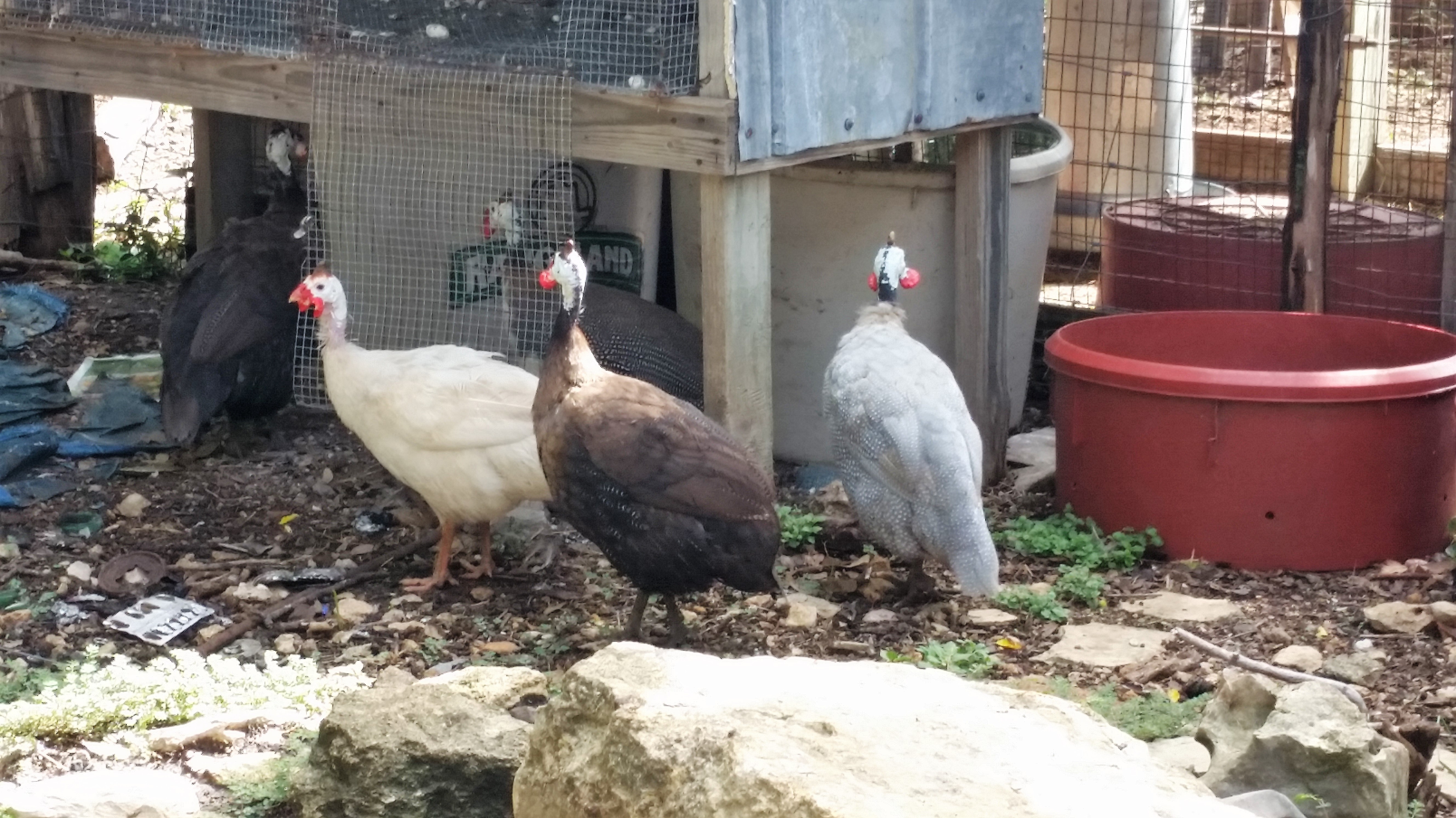 White African Guinea Fowl For Sale Cackle Hatchery