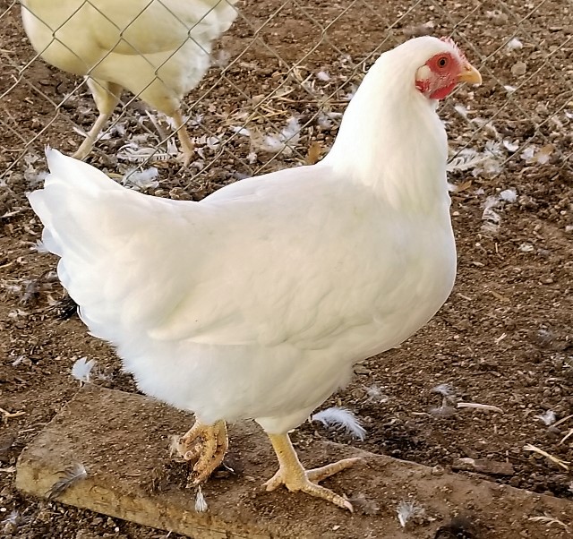 White Jersey Giant Chickens Baby Chicks for Sale Cackle Hatchery