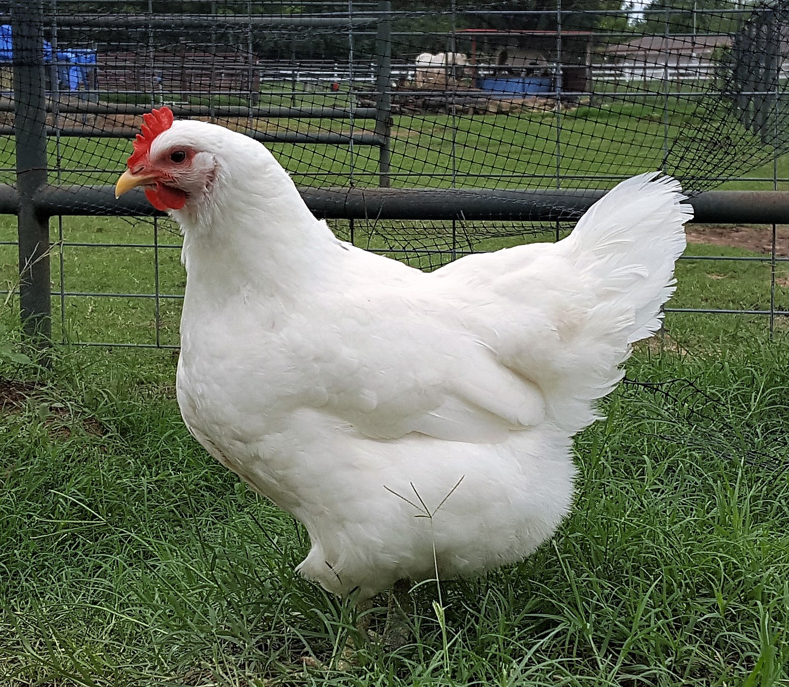 White Jersey Giant Chickens - Baby 
