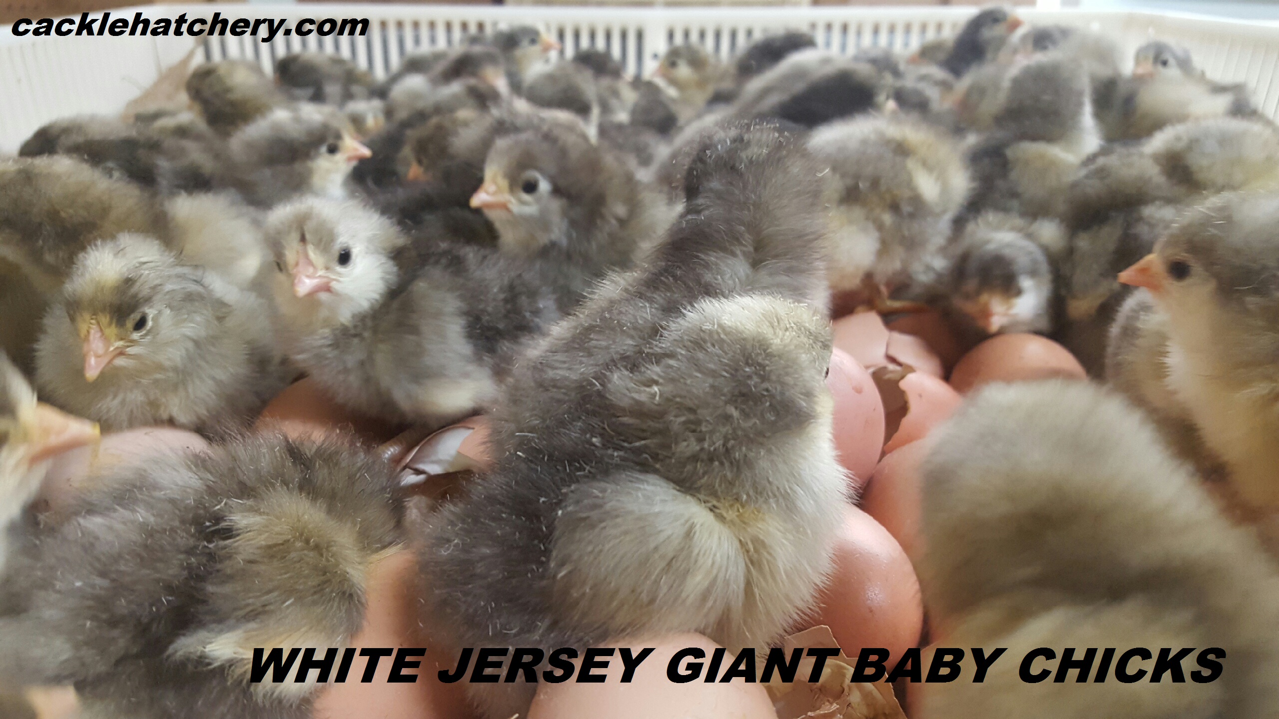 White Jersey Giant Chickens Baby Chicks for Sale Cackle Hatchery