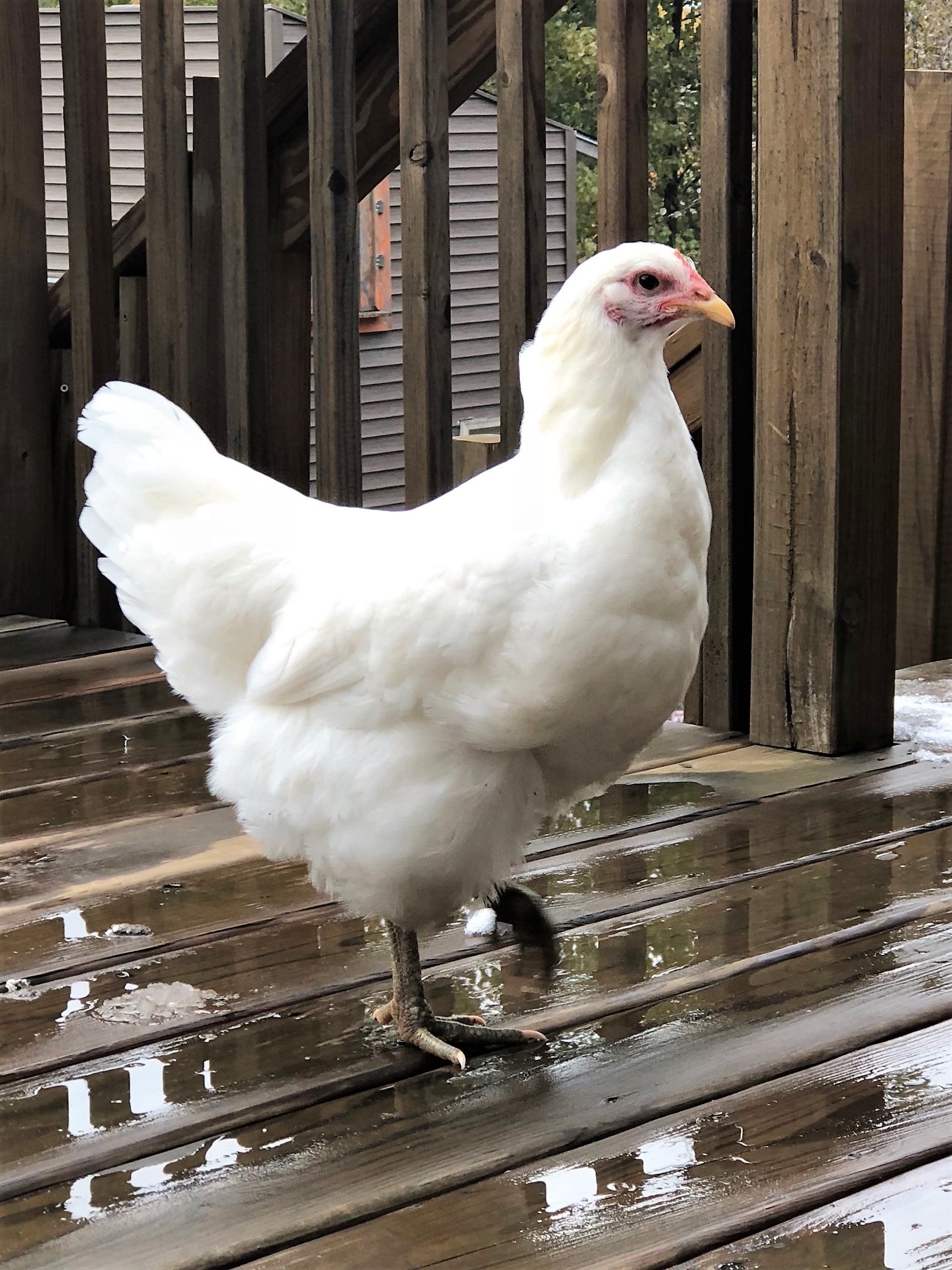 jersey giant chicken size