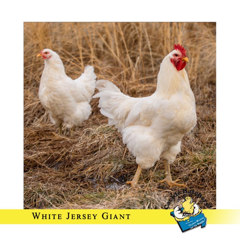 White Jersey Giant Chickens Baby Chicks for Sale Cackle Hatchery
