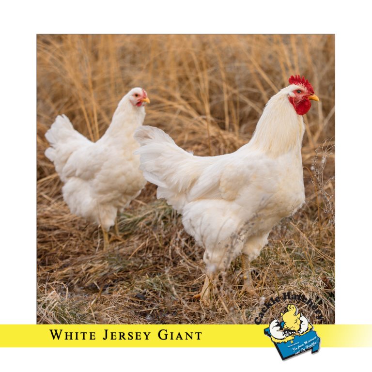 White Jersey Giant Chickens Baby Chicks for Sale Cackle Hatchery