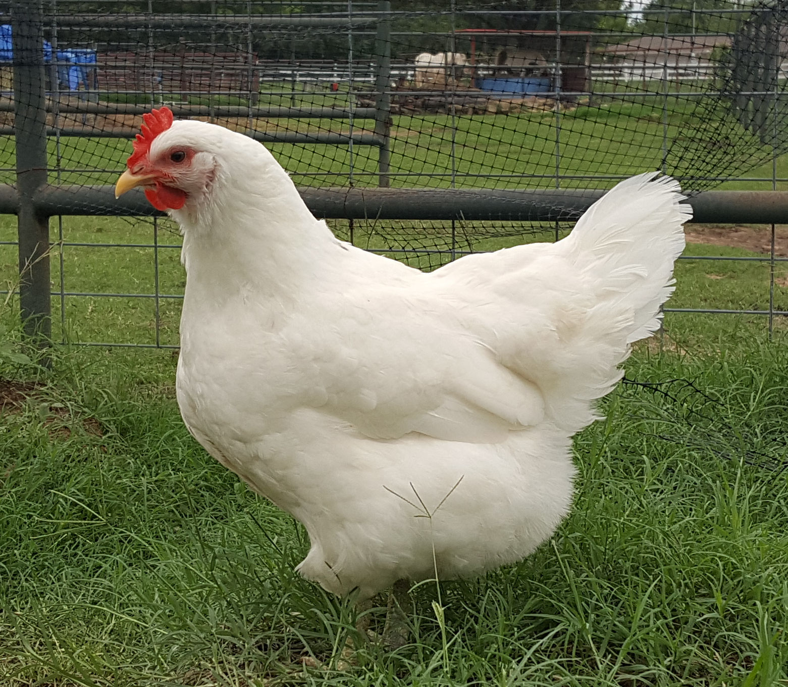 White Jersey Giant Chickens Baby Chicks for Sale Cackle Hatchery
