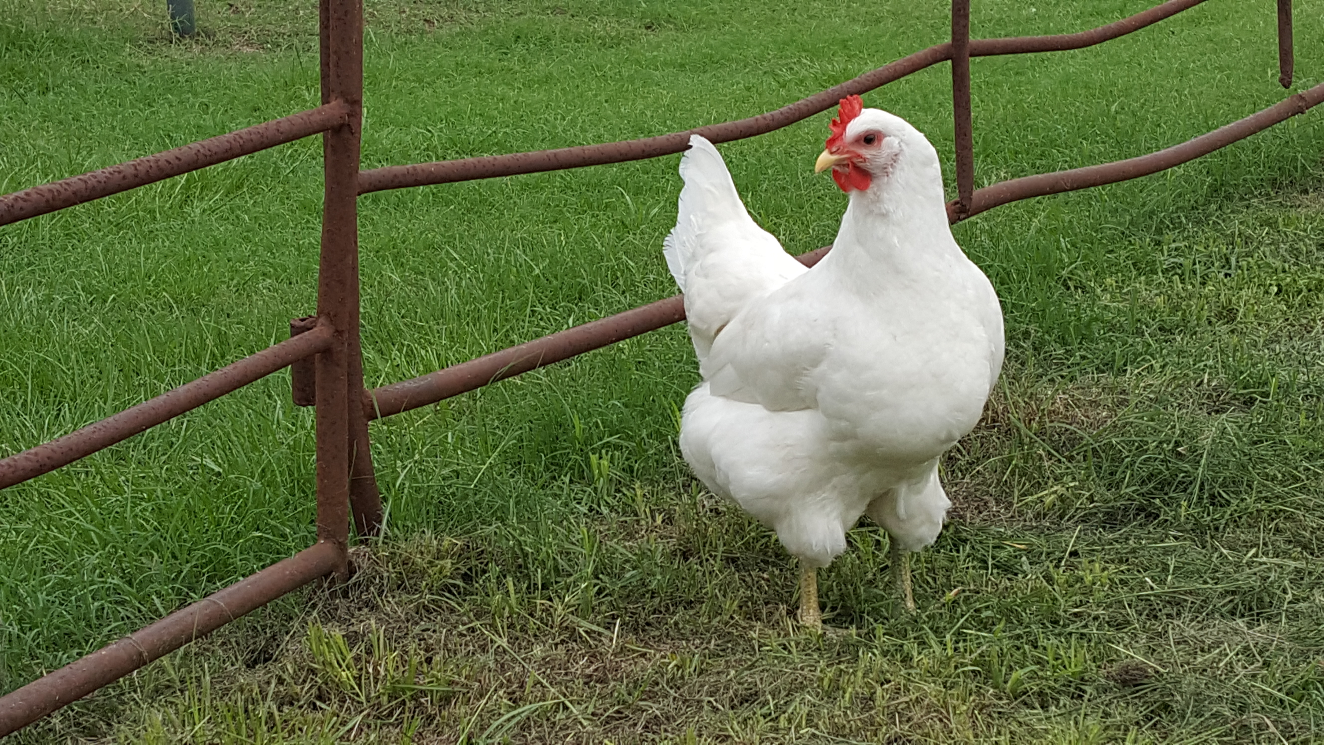 jersey giant egg production