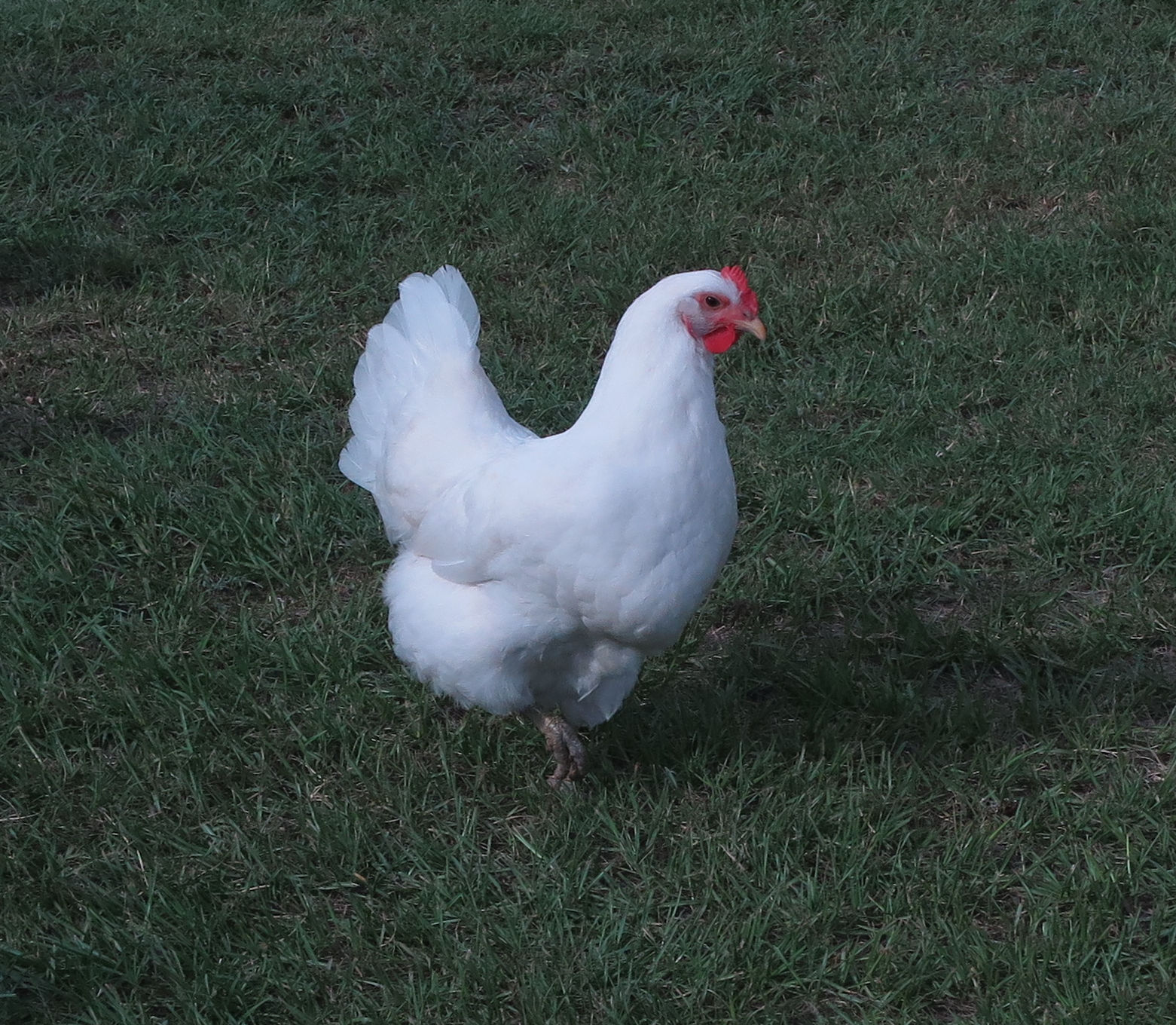 blue jersey giant chicken
