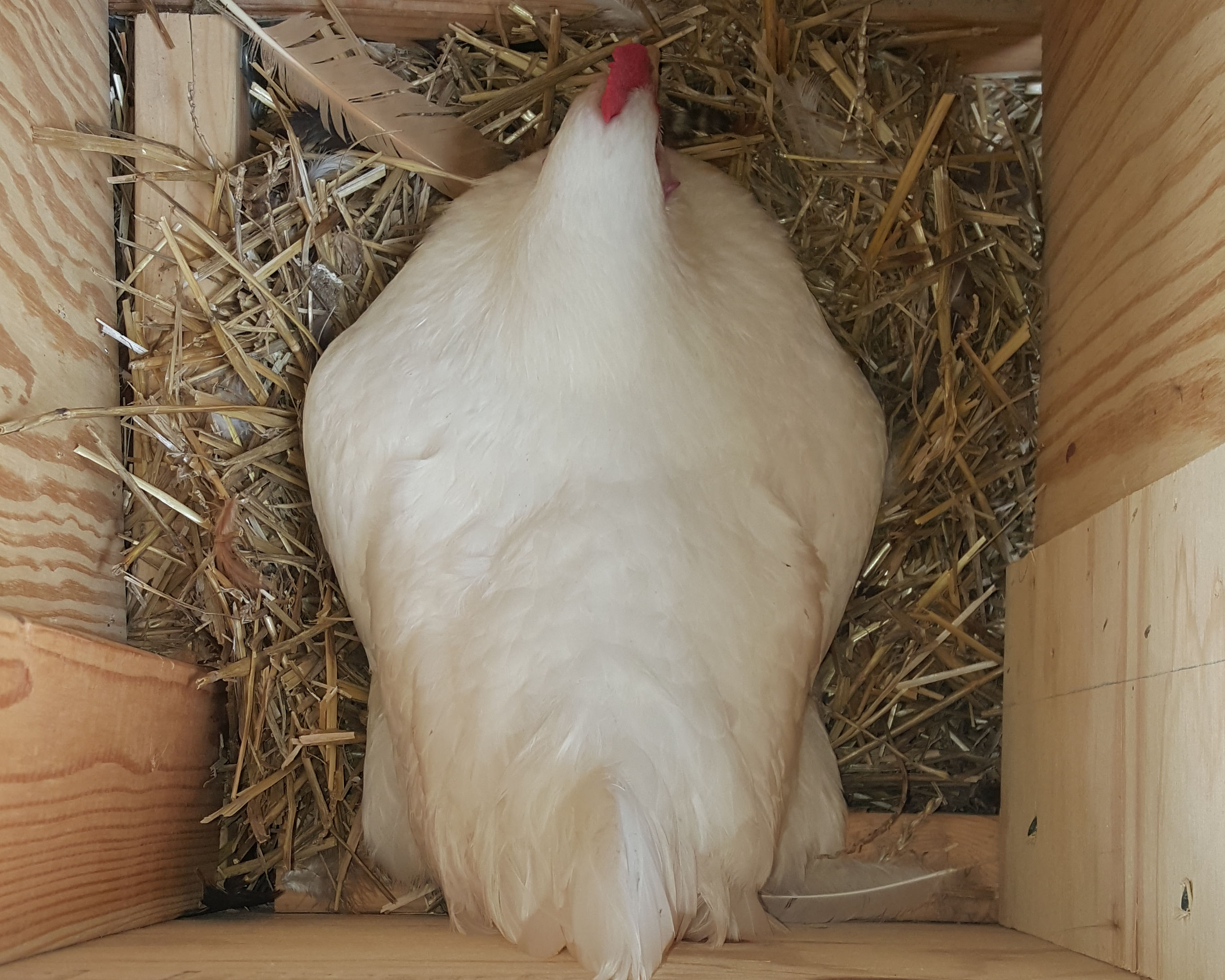 White Jersey Giant Chickens Baby Chicks for Sale Cackle Hatchery