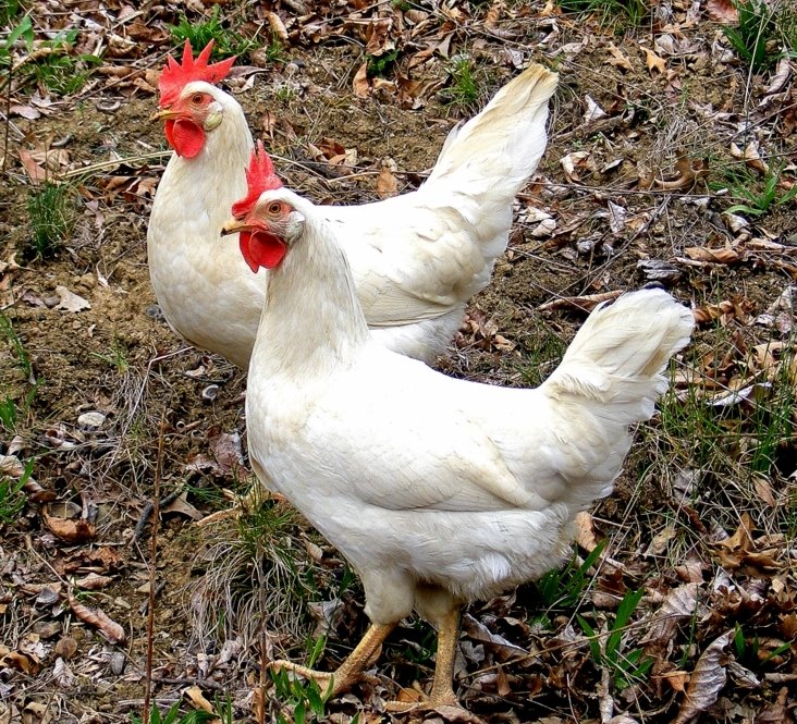 Image result for leghorn chicken