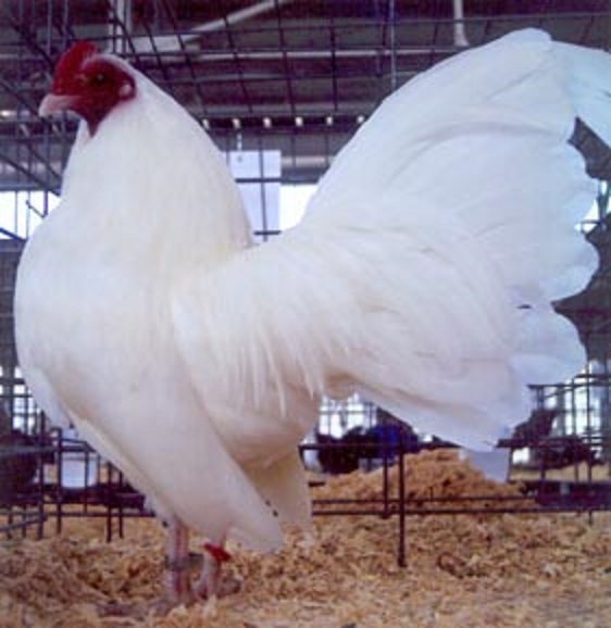 White Old English Bantam Chickens | Cackle Hatchery