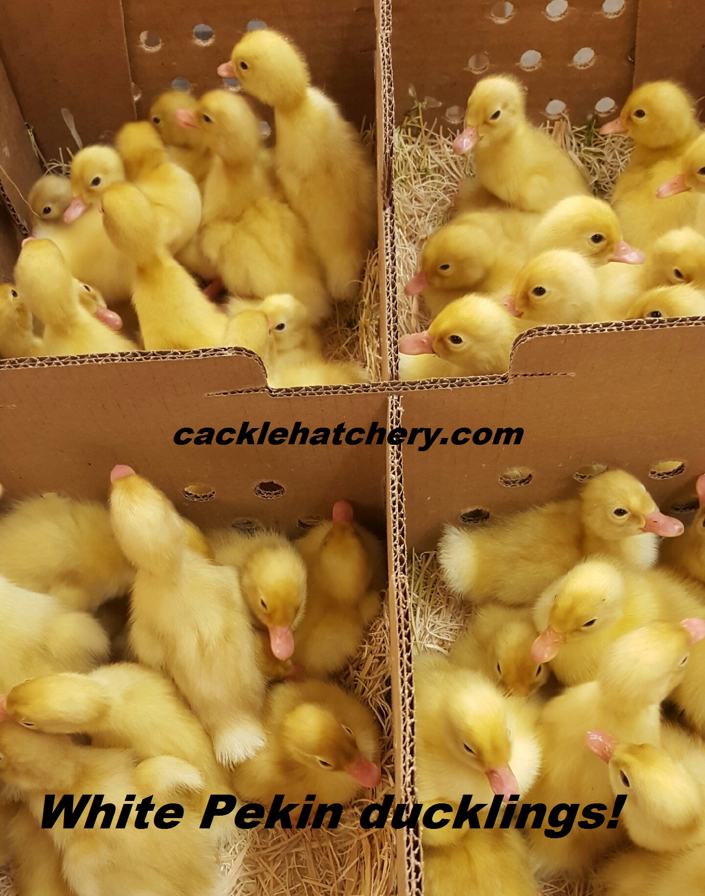 White Pekin Ducks Waterfowl Hatchery Cackle Hatchery