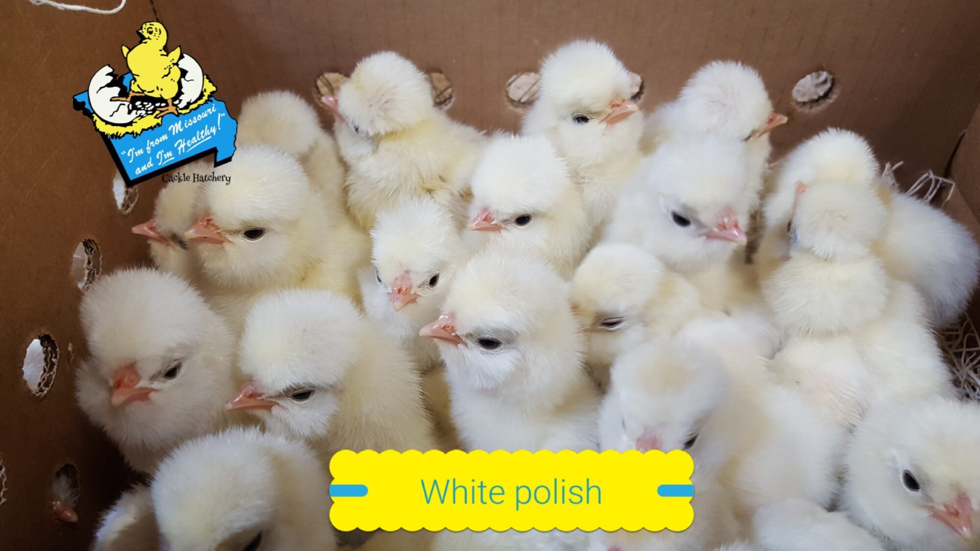 White Polish Chickens Baby Chicks for Sale Cackle Hatchery
