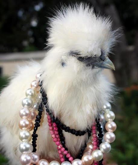 White Silkie Bantam Chickens for Sale | Cackle Hatchery
