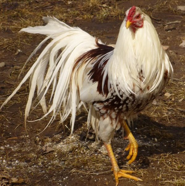 Red Shoulder Yokohama Chickens | Cackle Hatchery