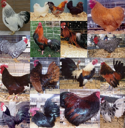 Chicken Breed Identification Chart