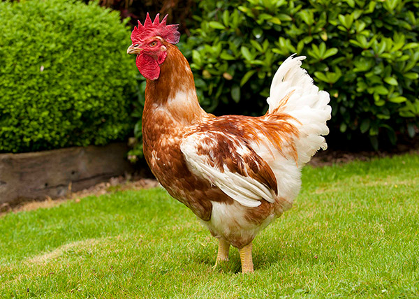 Raising kosher chickens Opinion: Can Lab-Grown Meat Really Be Halal or Kosher?