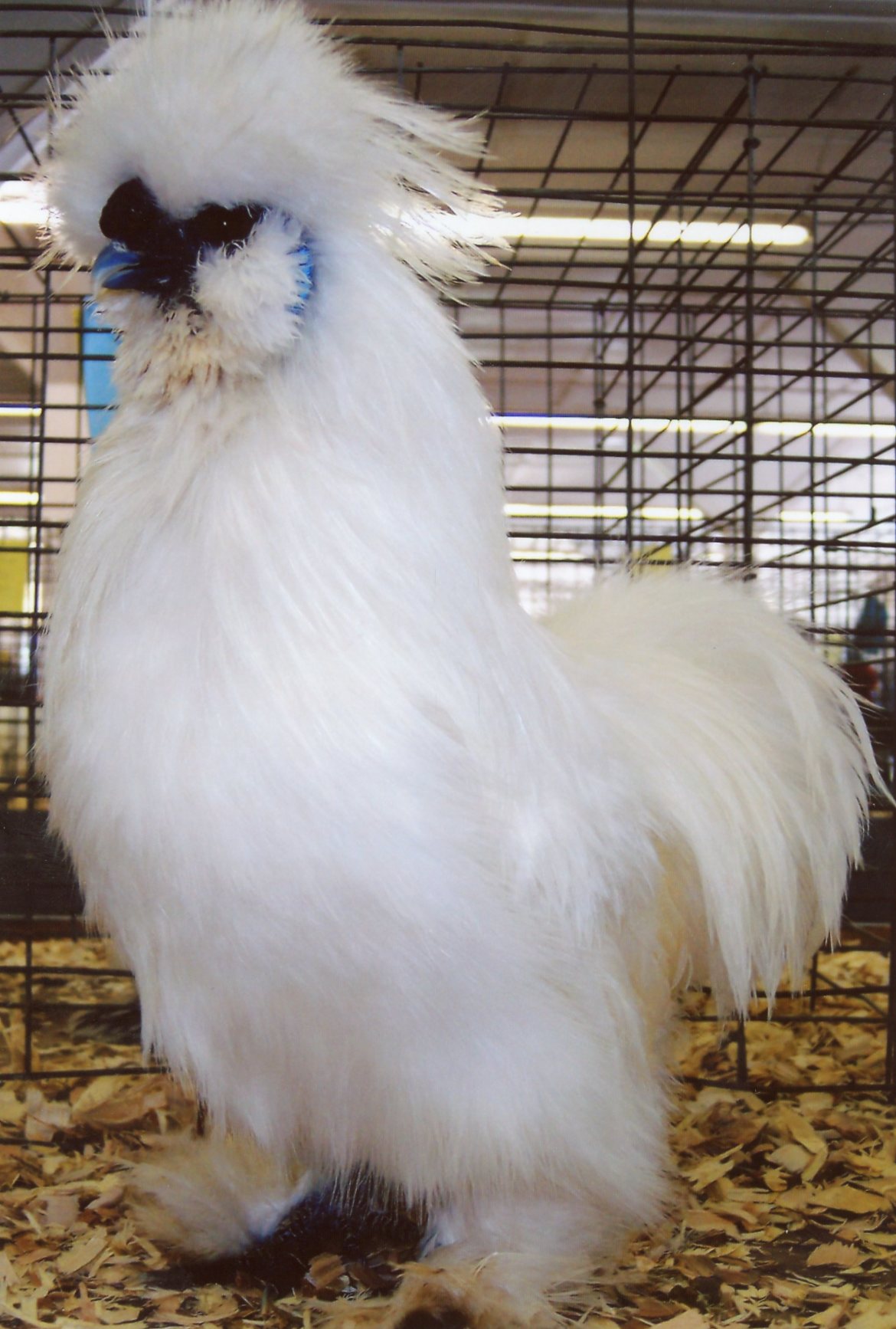 Bantam Chickens For Sale Cackle Hatchery