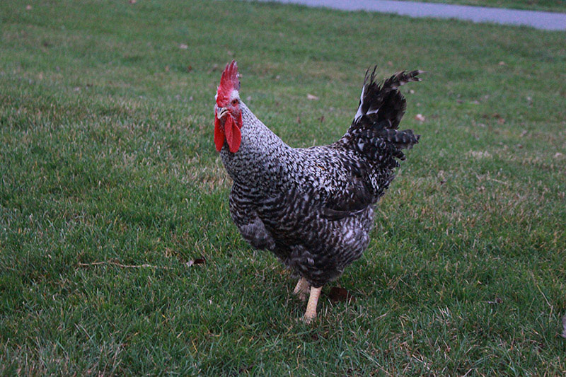 Meat Chicken Birds for Sale What Are The Best Meat Chickens? Cackle