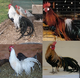 Bantam Chickens For Sale Cackle Hatchery