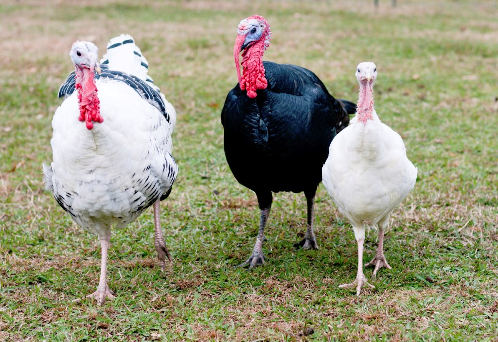 Turkeys for Sale Heritage Turkey Breeds Hatchery Cackle Hatchery