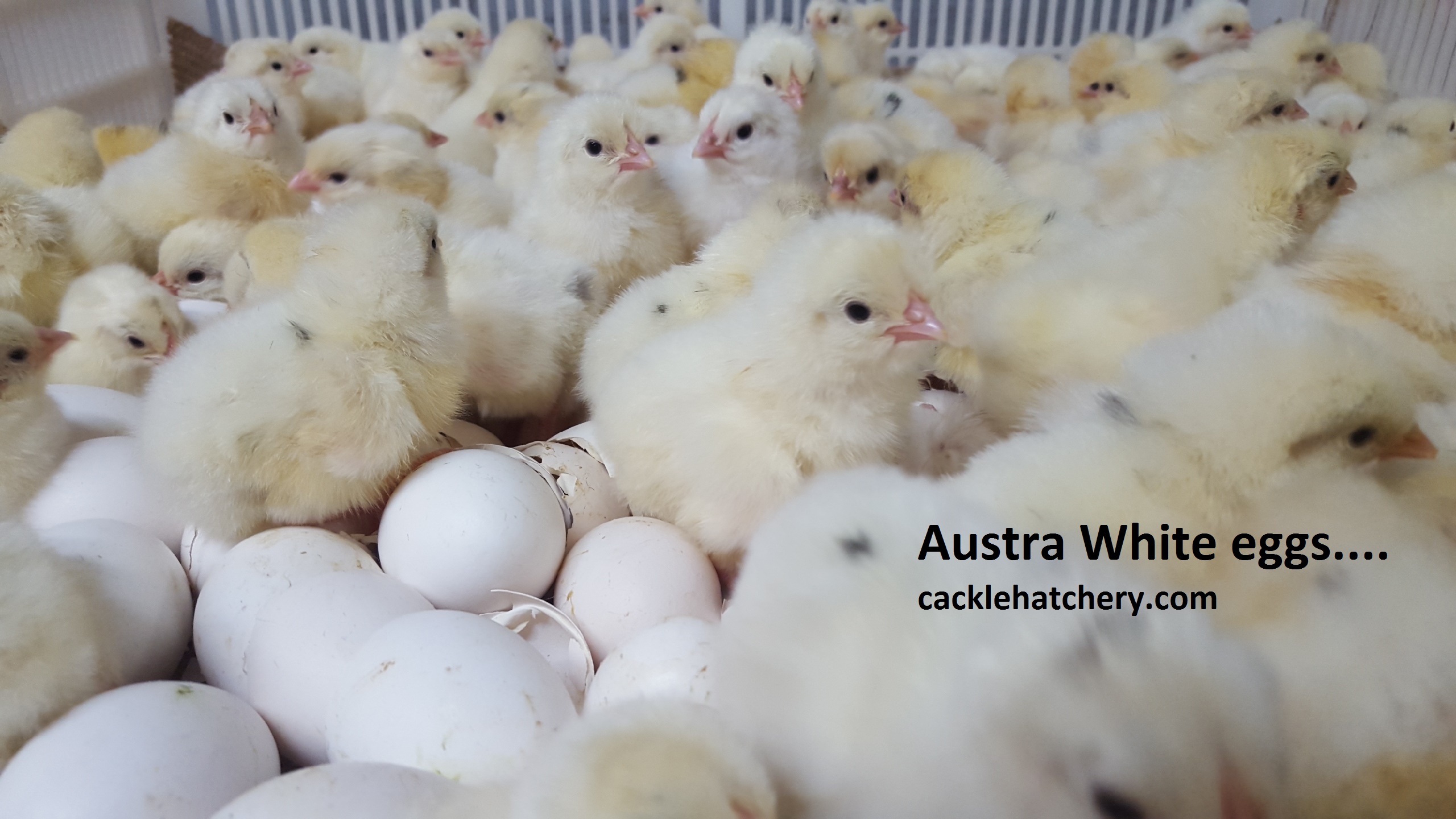 Fertile Chicken Hatching Eggs For Sale Cackle Hatchery