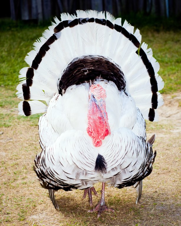 Turkeys for Sale Heritage Turkey Breeds Hatchery Cackle Hatchery