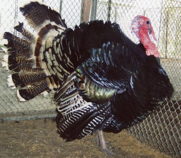 Turkeys for Sale Heritage Turkey Breeds Hatchery Cackle Hatchery