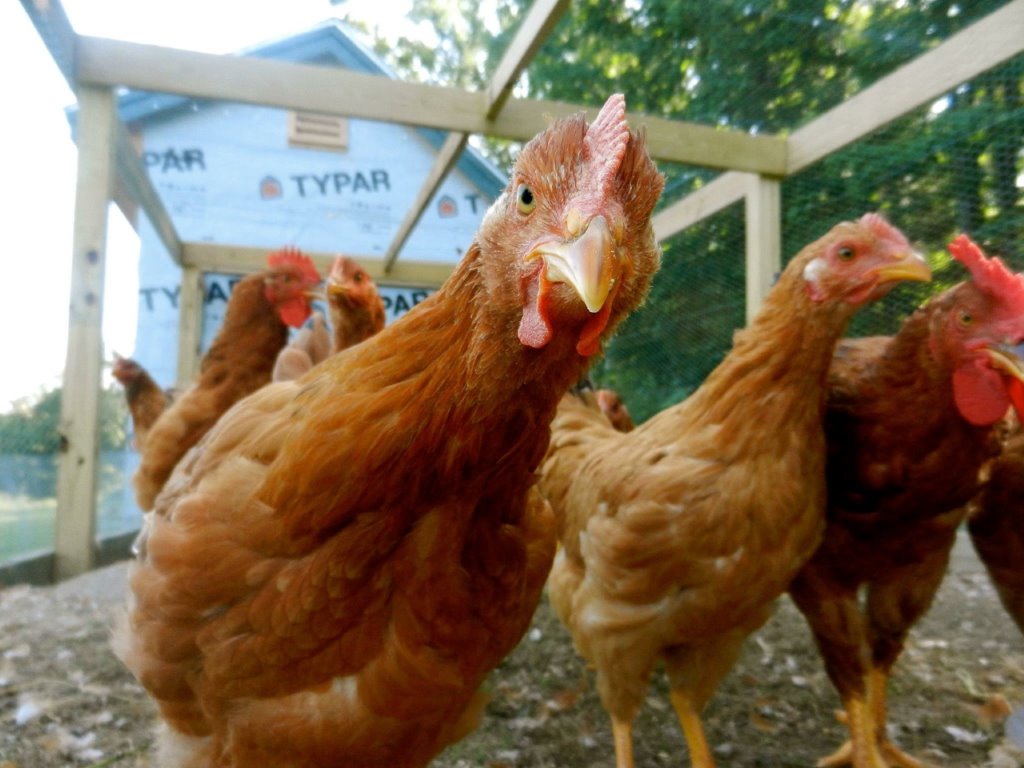 New Hampshire Red Baby Chickens for Sale Cackle Hatchery