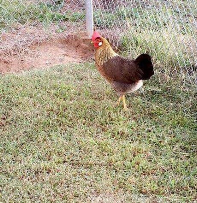Brown Leghorn Chickens For Sale Online | Cackle Hatchery