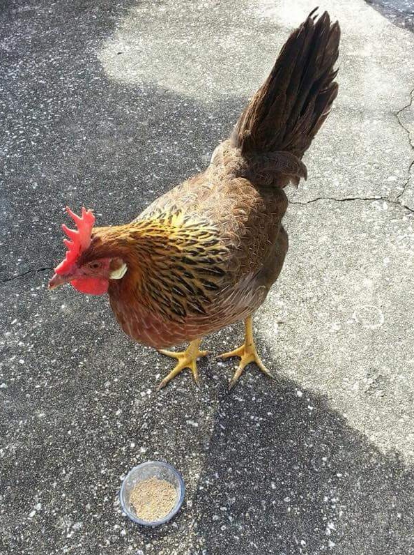 Brown Leghorn Chickens For Sale Online Cackle Hatchery