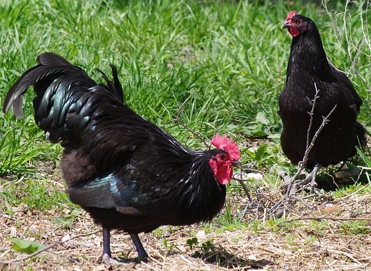 Black Australorp Chickens - Chicks for Sale Online | Cackle Hatchery