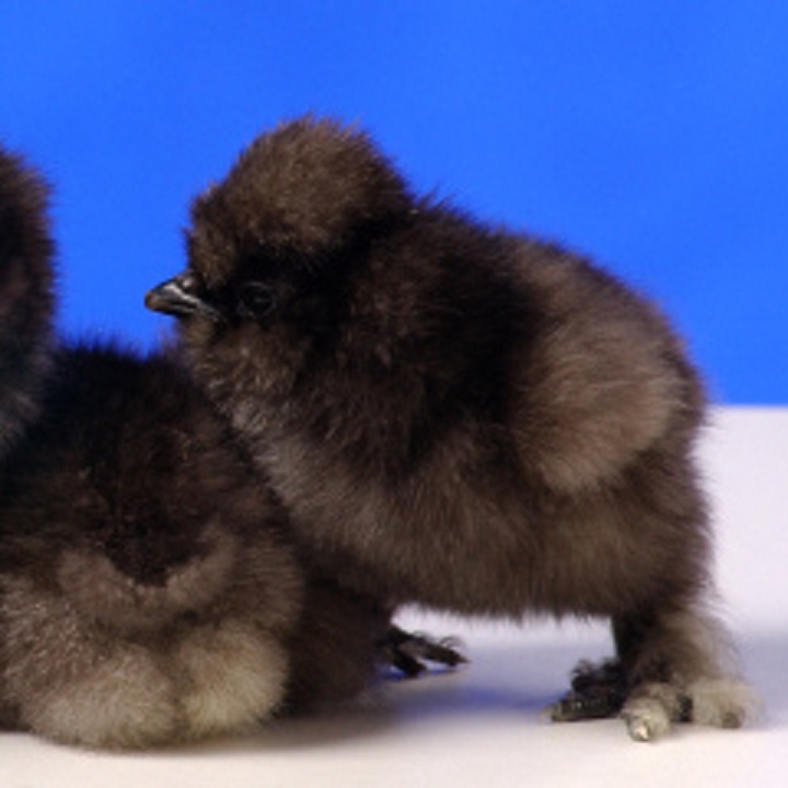 Black Silkie Bantams Bantam Chicks Online Cackle Hatchery