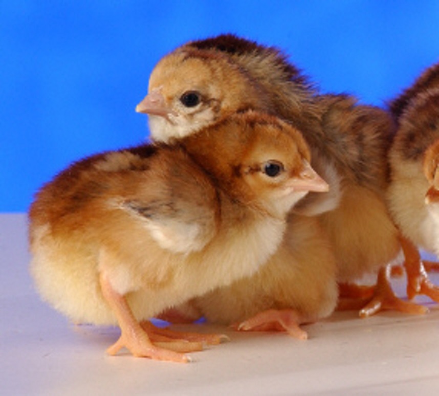 Spangled Standard Old English Baby Chicks Cackle Hatchery