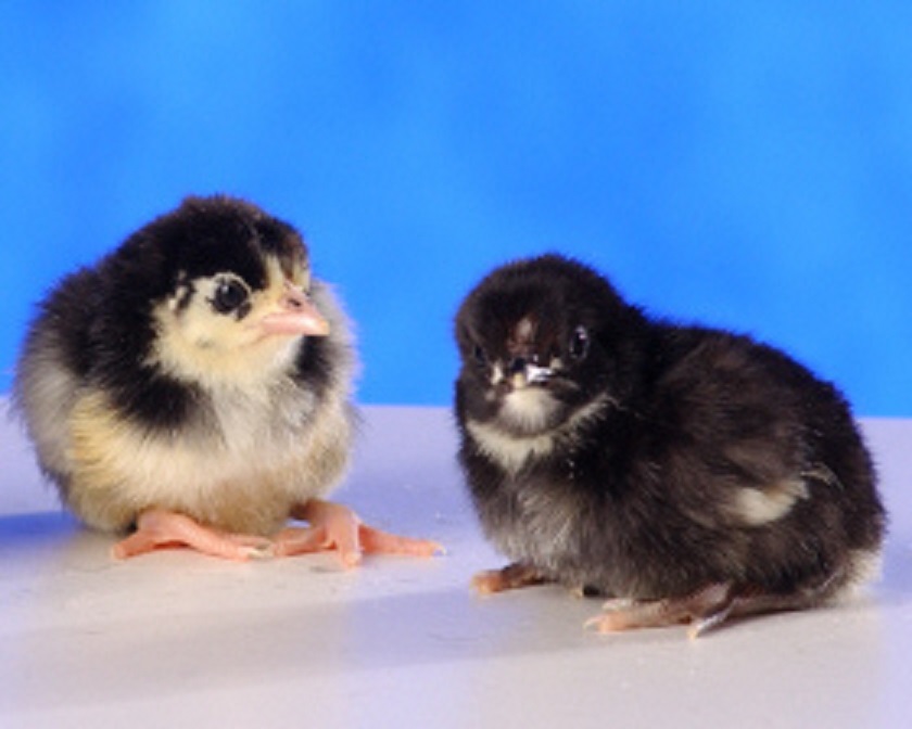 Birchen Standard Old English Baby Chicks Cackle Hatchery