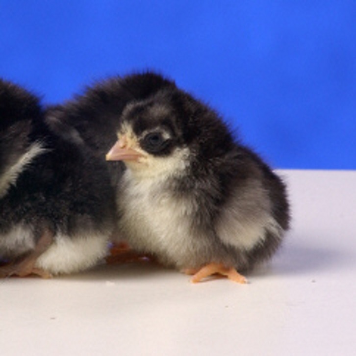 Black Japanese Bantam Chickens for Sale | Cackle Hatchery