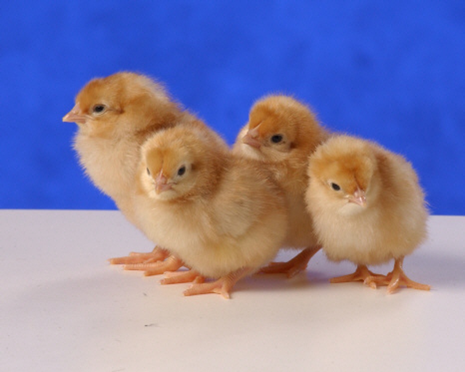 Cinnamon Queen Chickens Baby Chicks for Sale Cackle Hatchery