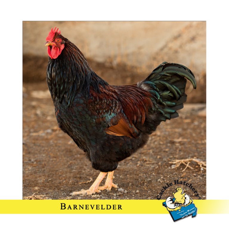 Barnevelder Dark Brown Egg Laying Chicks for Sale Cackle Hatchery