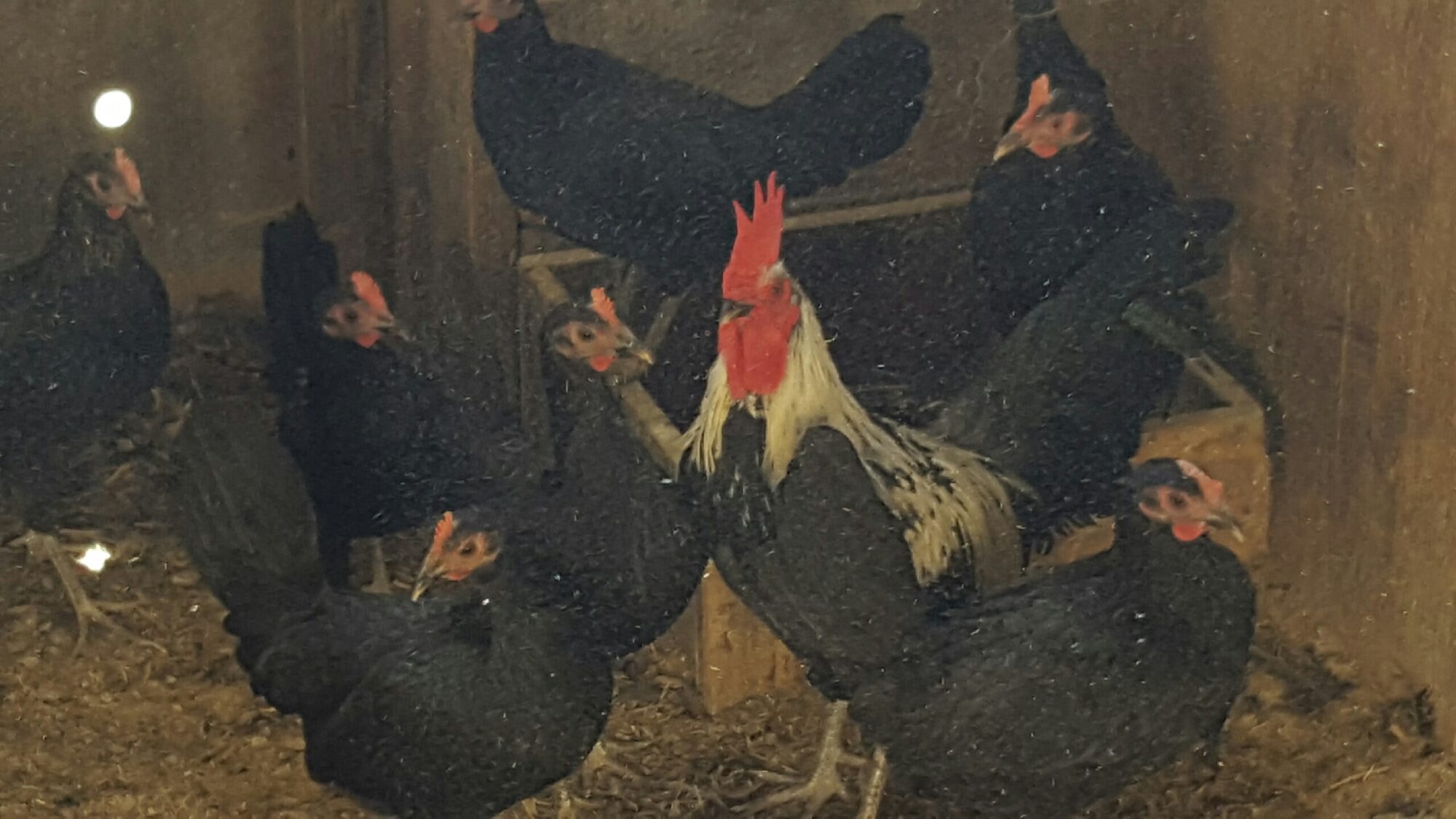 Birchen Standard Old English Baby Chicks Cackle Hatchery