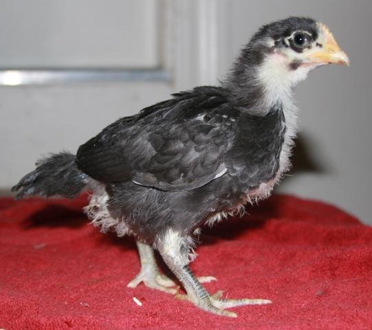 Black Australorp Chickens - Chicks for Sale Online | Cackle Hatchery