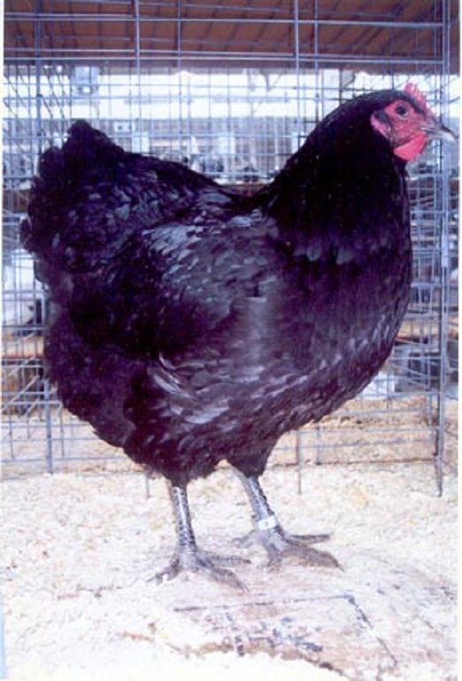 Black Jersey Giant Chickens Baby Chicks for Sale Cackle Hatchery