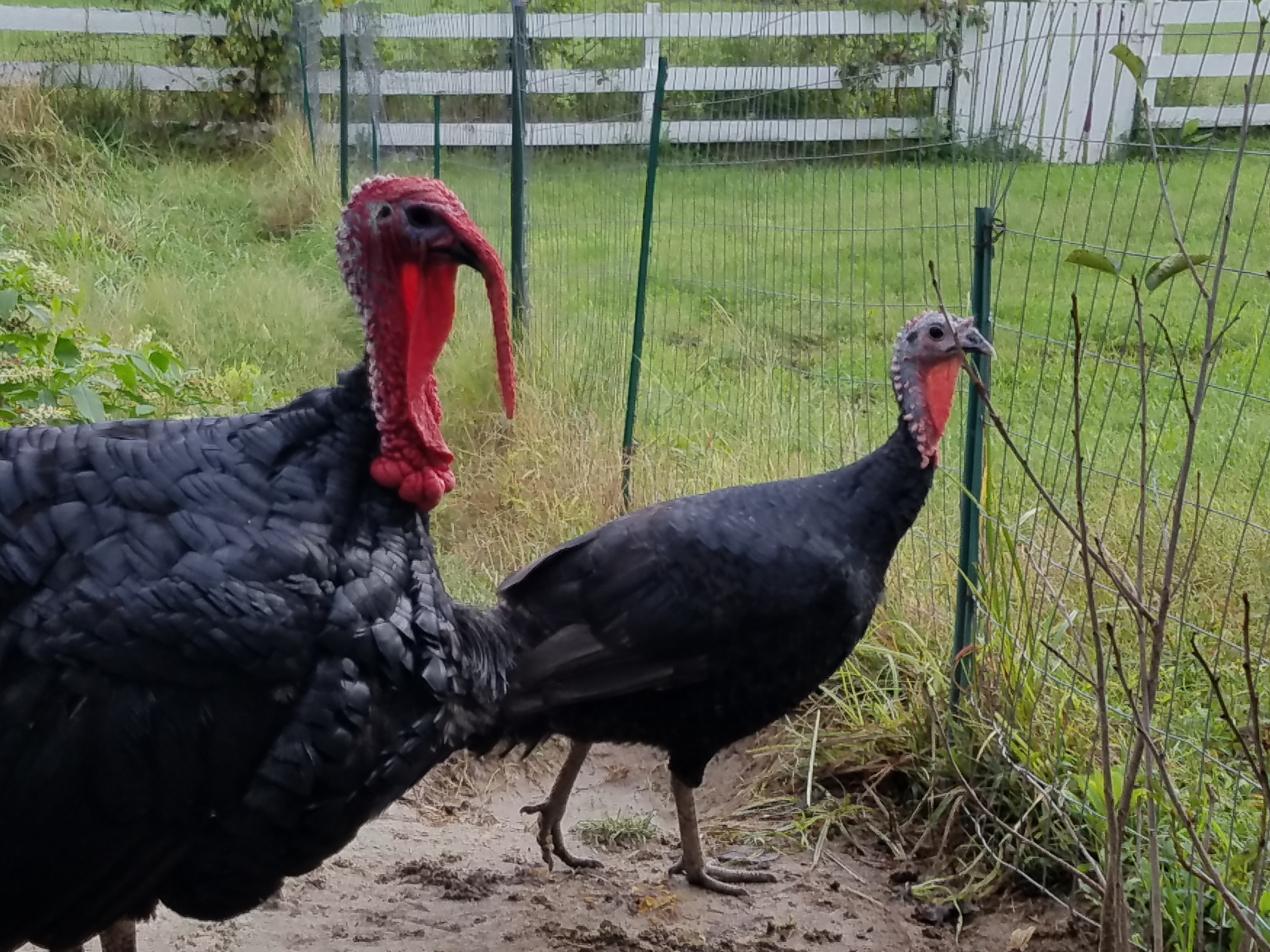Black Spanish Turkey Poults for Sale Cackle Hatchery