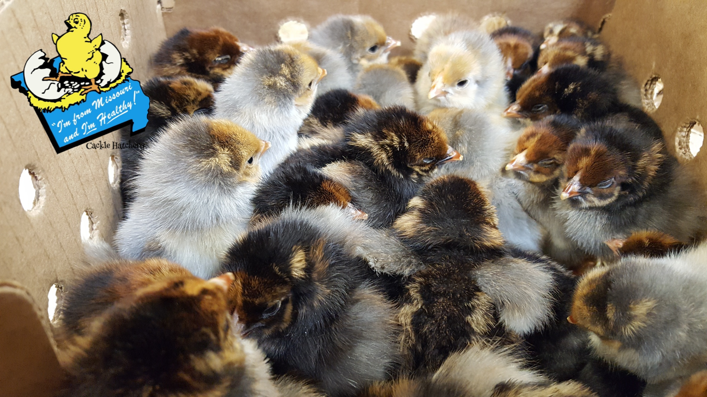 Blue Laced Red Wyandotte Chicken For Sale Cackle Hatchery