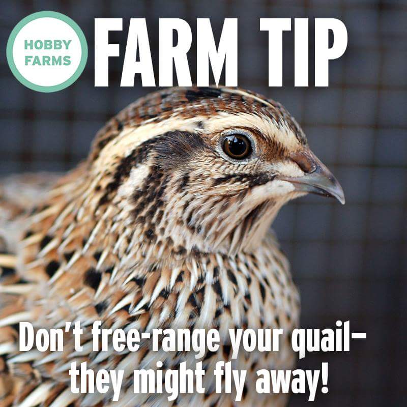 Bobwhite Quail for Sale Game Bird Chicks Cackle Hatchery