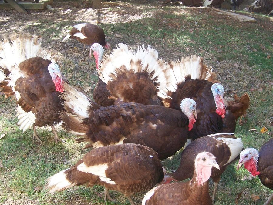 Thanksgiving restaurants tampa 2024