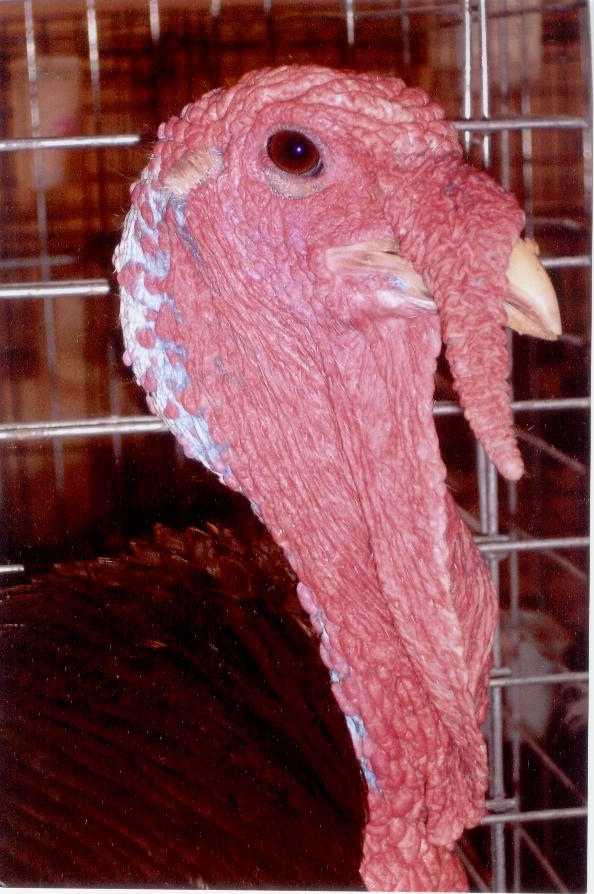 Bourbon Red Turkey - Heritage Turkey Poults | Cackle Hatchery