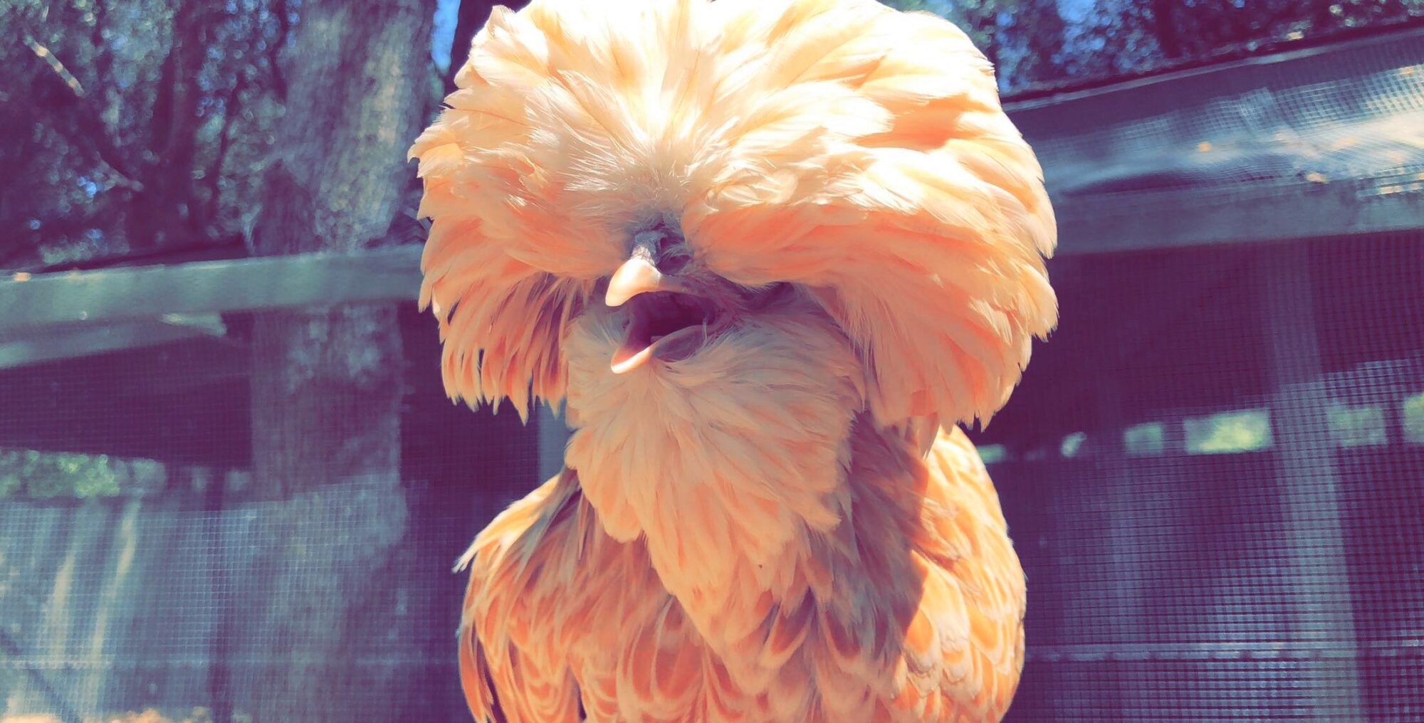 Buff Laced Polish Chicken Chicks for Sale Cackle Hatchery