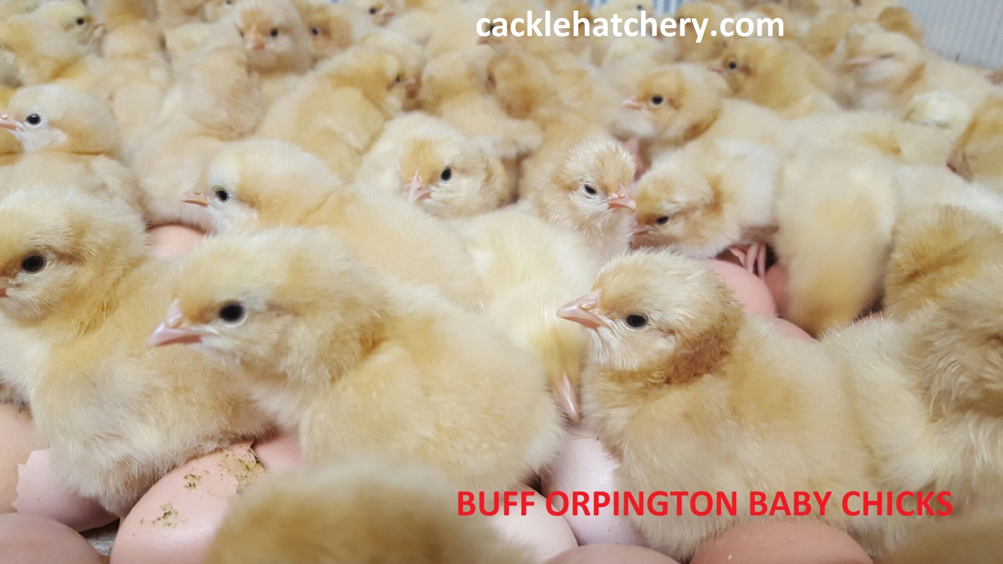 Buff Orpington Baby Chicks For Sale Poultry For Sale Cackle Hatchery