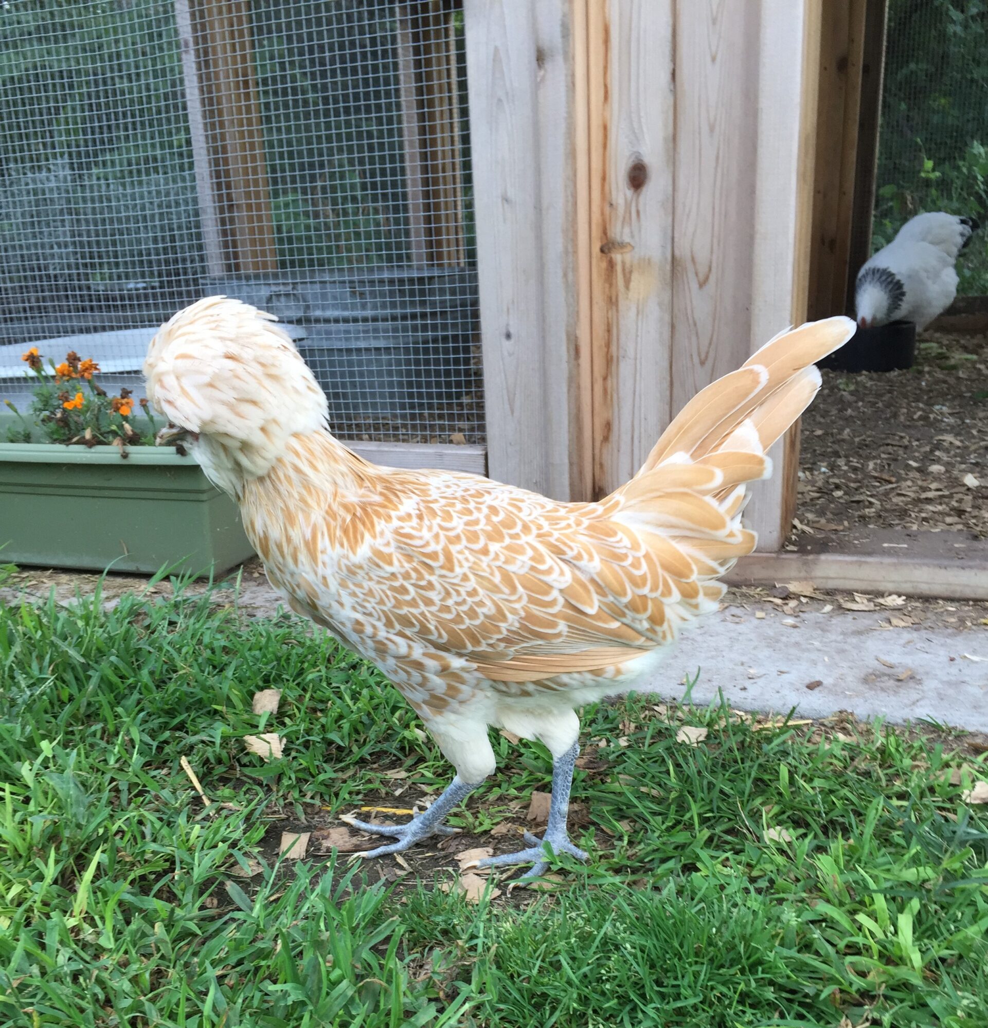 Buff Laced Polish Chicken Chicks for Sale Cackle Hatchery
