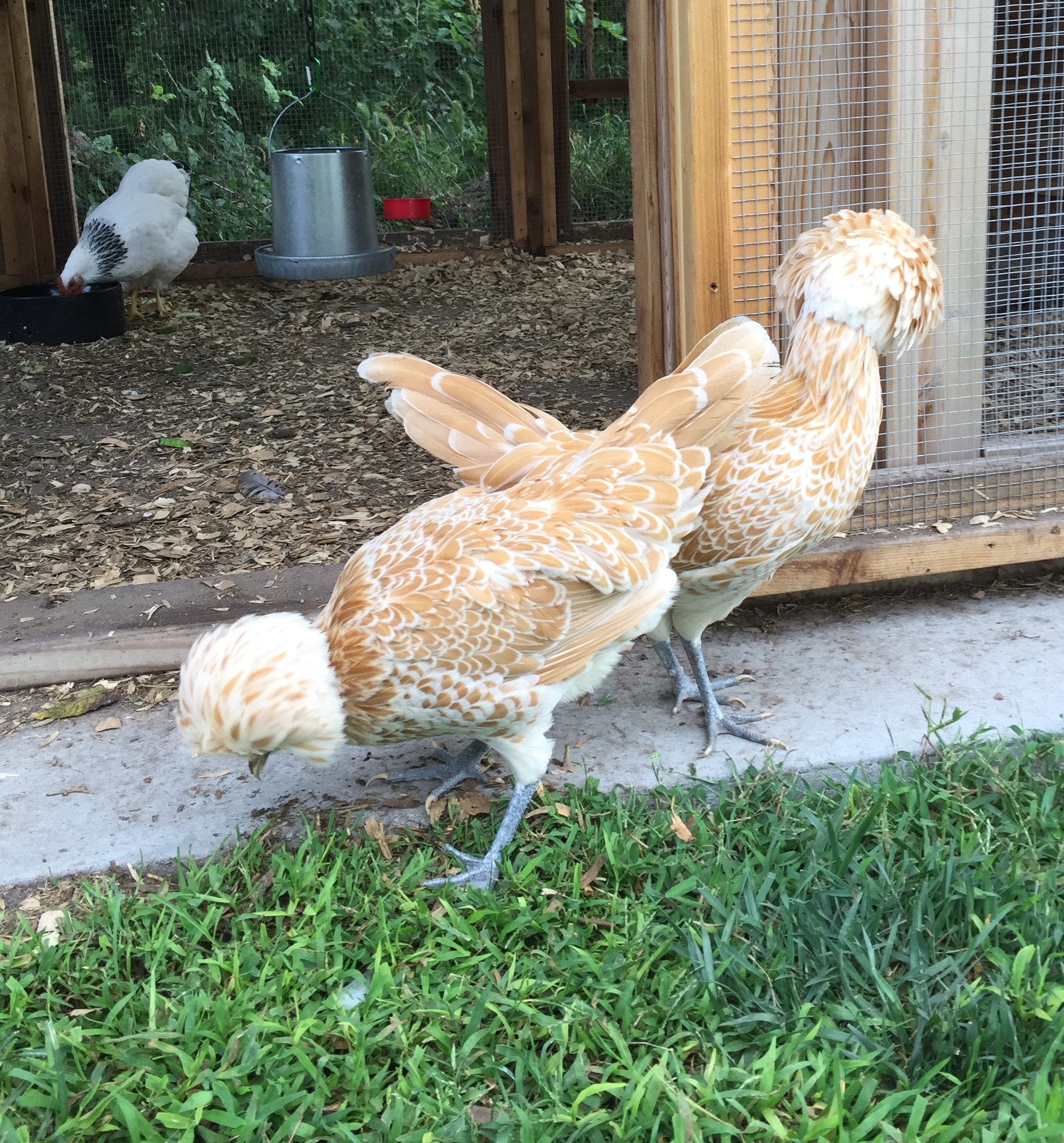 Buff Laced Polish Chicken Chicks for Sale Cackle Hatchery
