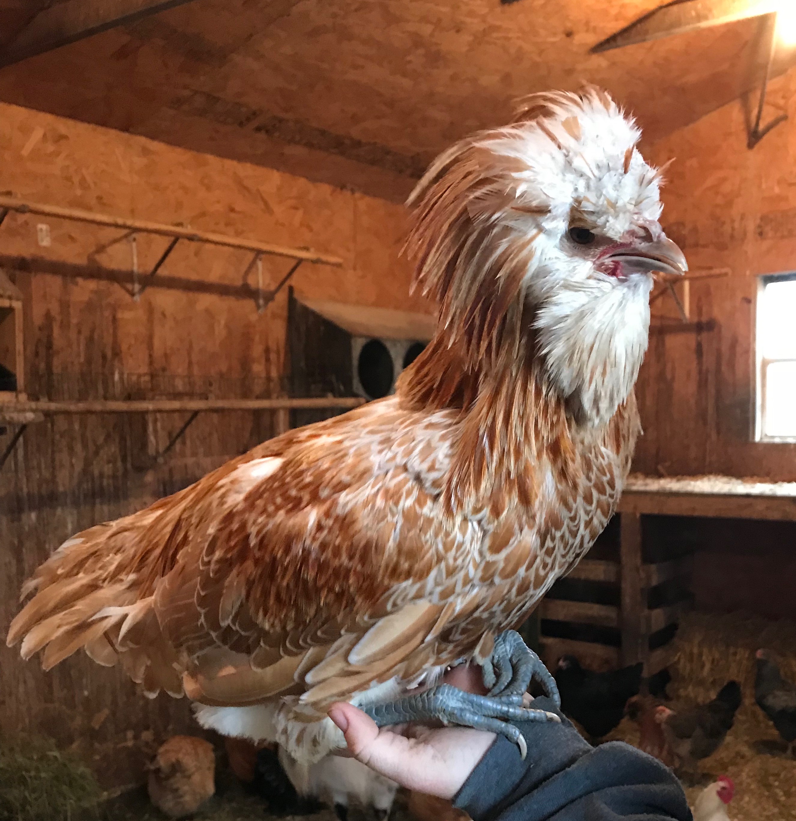 Buff Laced Polish Chicken Chicks for Sale Cackle Hatchery