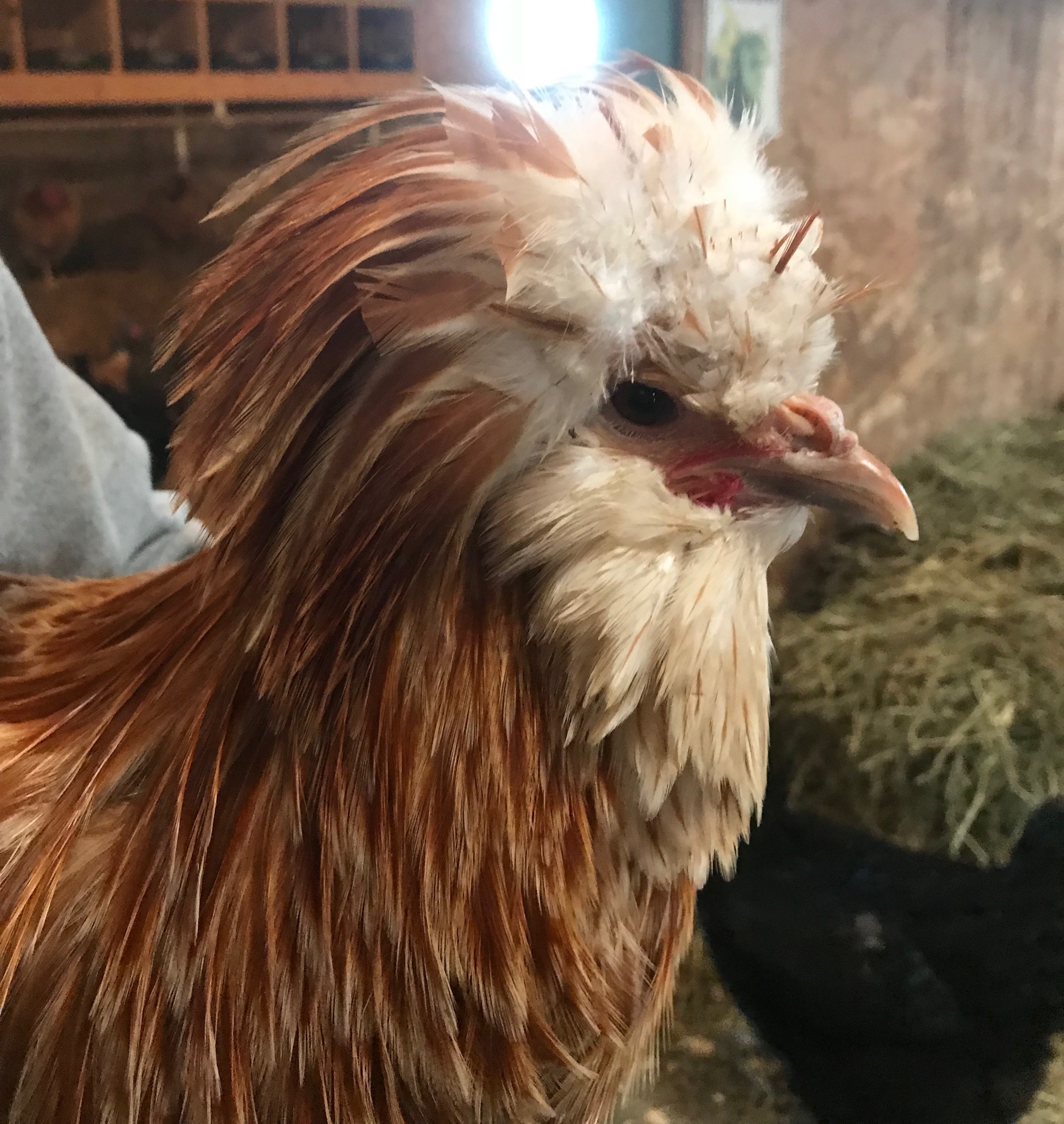 Buff Laced Polish Chicken Chicks for Sale Cackle Hatchery
